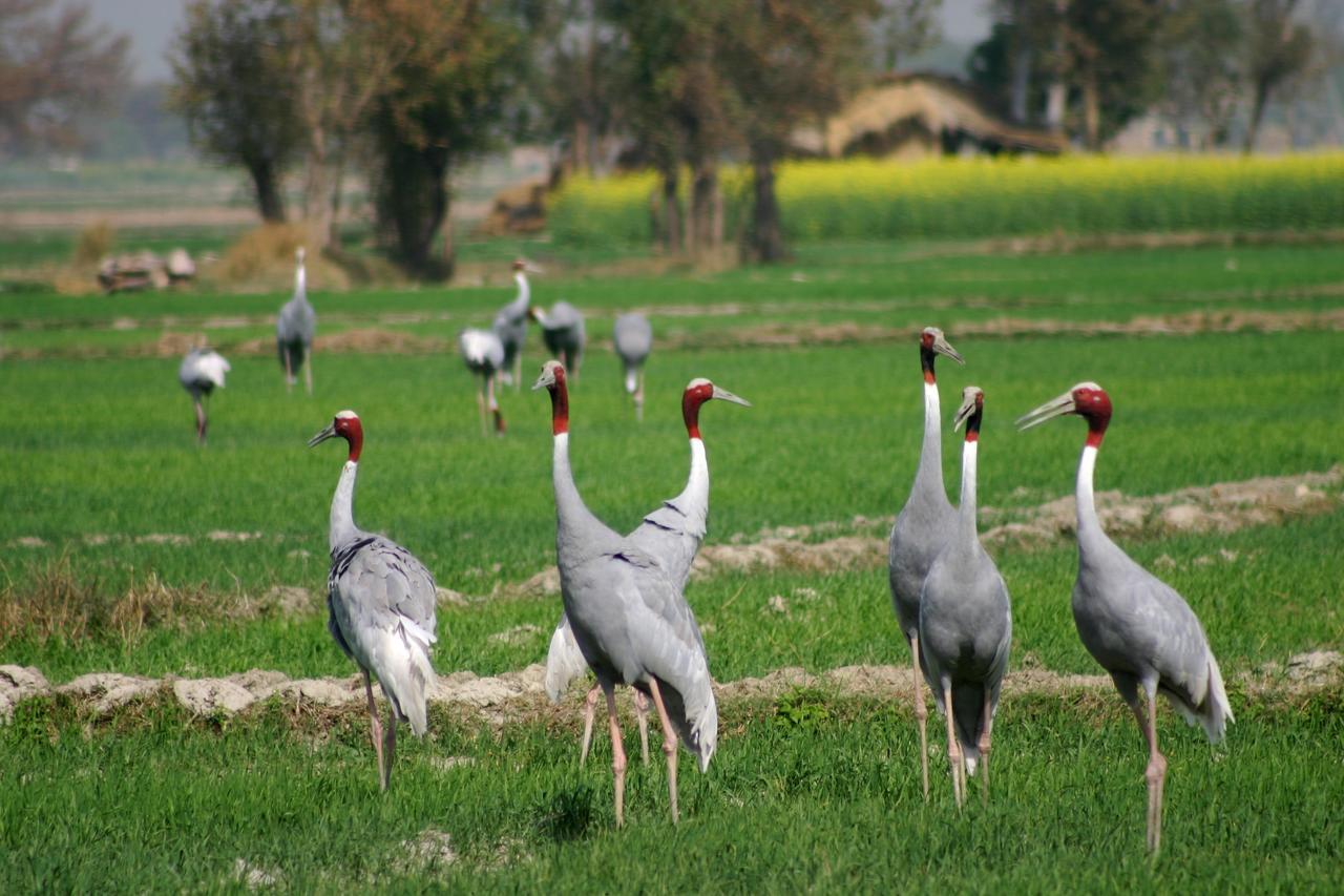 Mela Kothi - The Chambal Safari Lodge Bah Екстер'єр фото