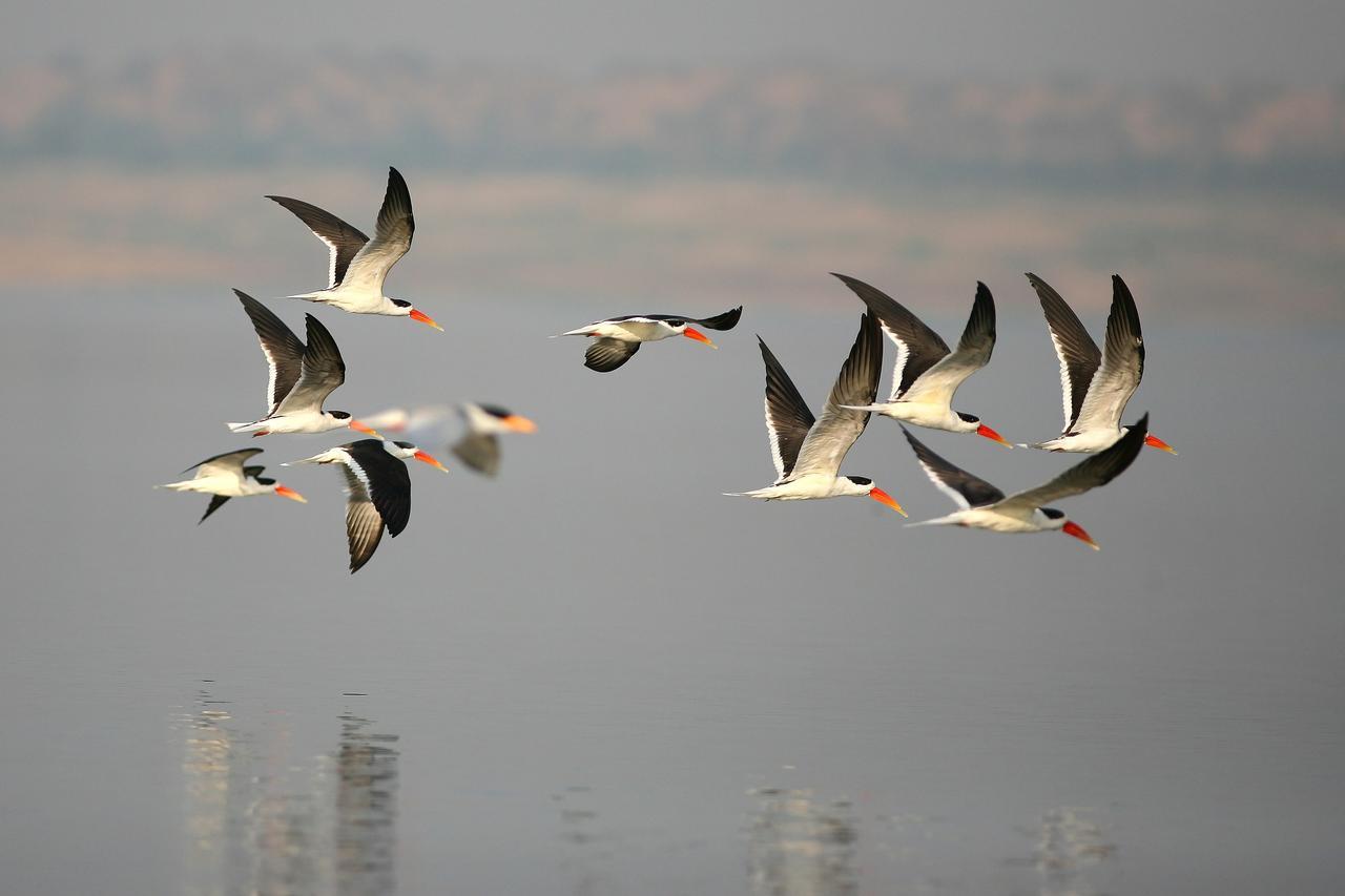 Mela Kothi - The Chambal Safari Lodge Bah Екстер'єр фото